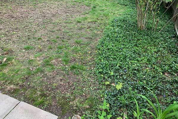 Crabgrass and how to fix it