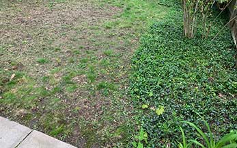 5 Common Lawn Problems & How to Fix Them