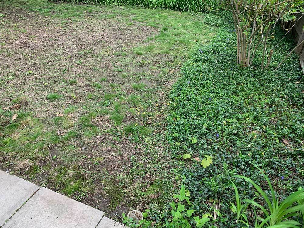 How to fix patchy lawns