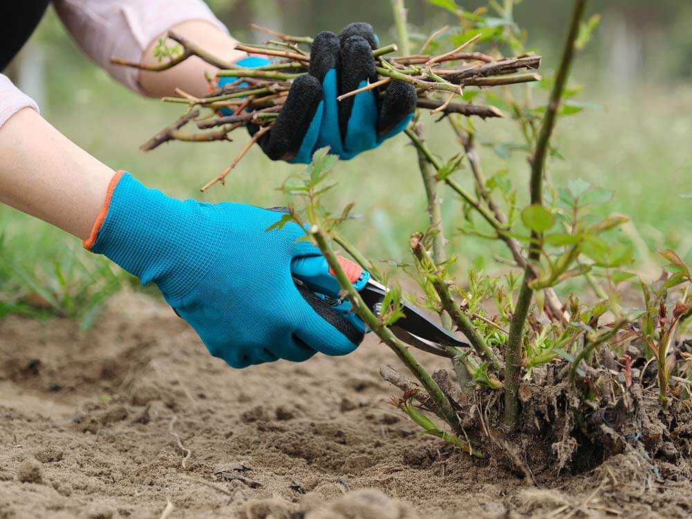 Pruning trees & shrubs in Maine