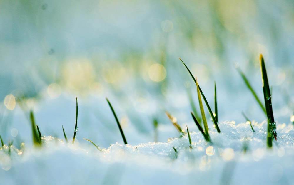 Bring Your Lawn Back to Life After a Long Maine Winter heading