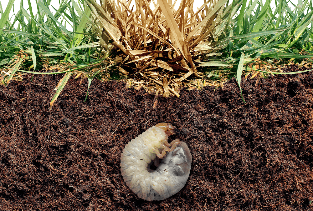 Grubs In Your Lawn: How to Identify Them & Surefire Ways to Get Rid of Them